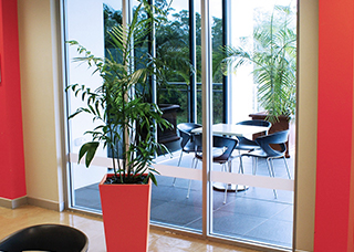 Large indoor plant in a big red pot