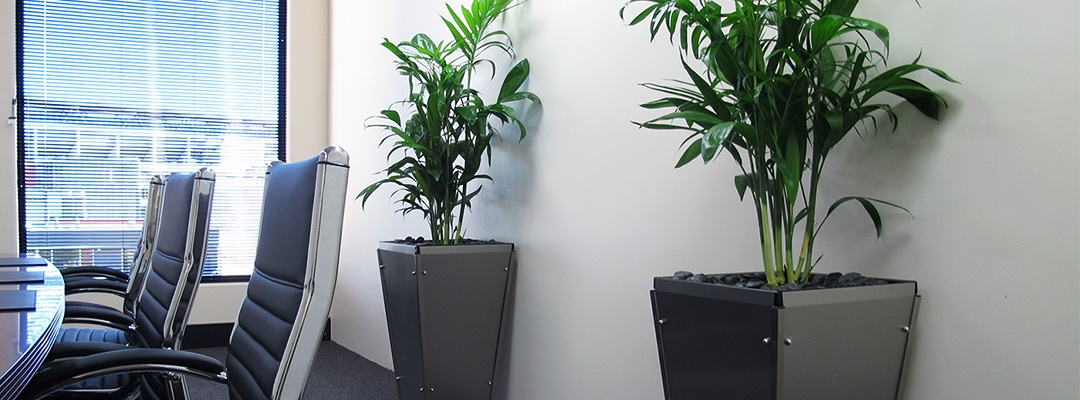 Interior plantscape