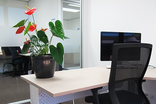 Office plant on a desk