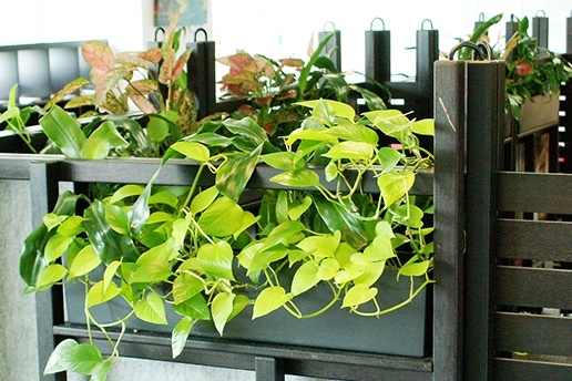 Beautiful indoor plants