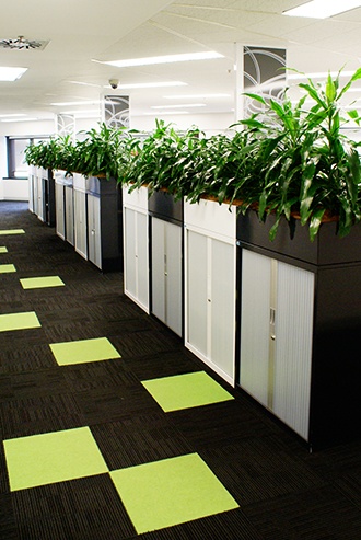 Indoor plant along office corridor