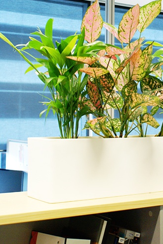 Best in Office - Office Plant Hire Services Brisbane - Prestigious Plantscapes