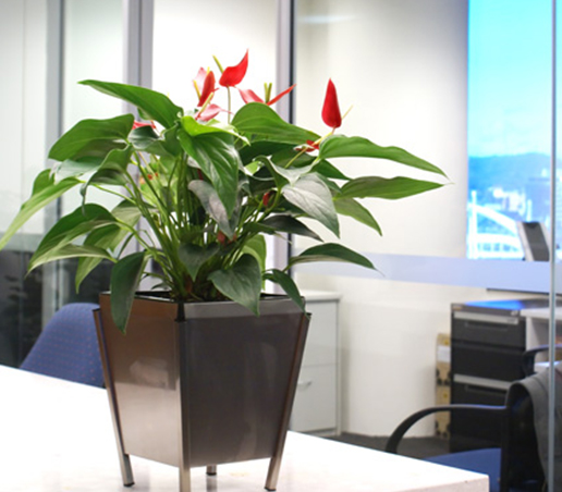indoor plant at the office table
