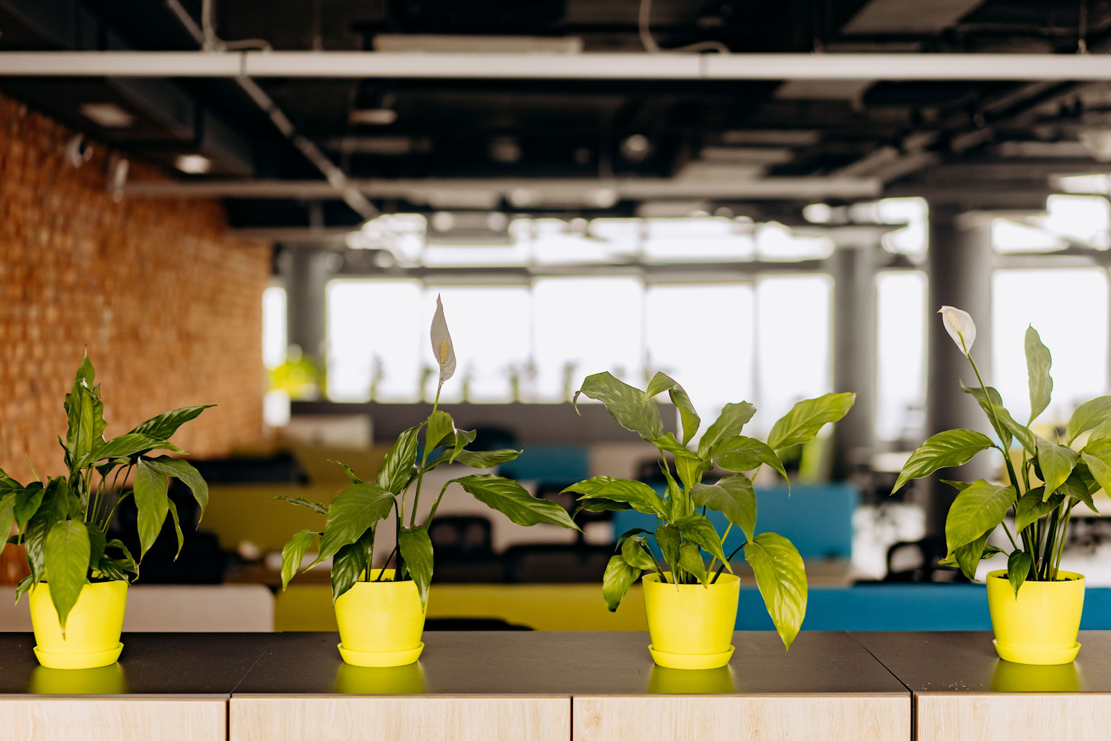 Pot plants in an office with an open plan layout