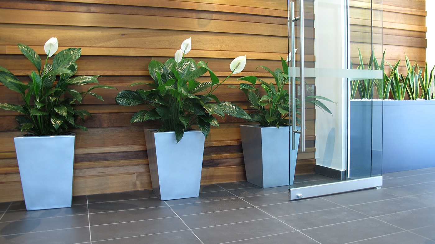 Indoor office plant gallery - Plant Hire Brisbane - Prestigious Plantscapes