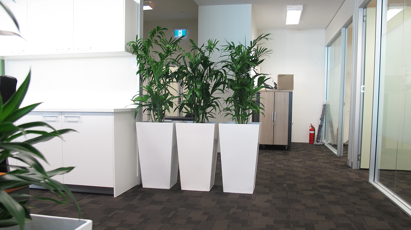 Indoor office plant gallery - Office Plants for Rent Brisbane - Prestigious Plantscapes