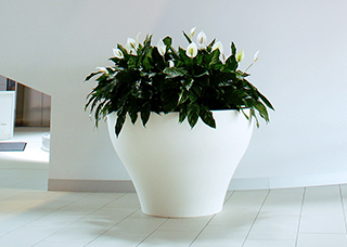 leafy plant in a large white pot