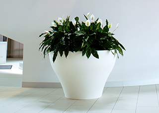 leafy plant in a large white pot