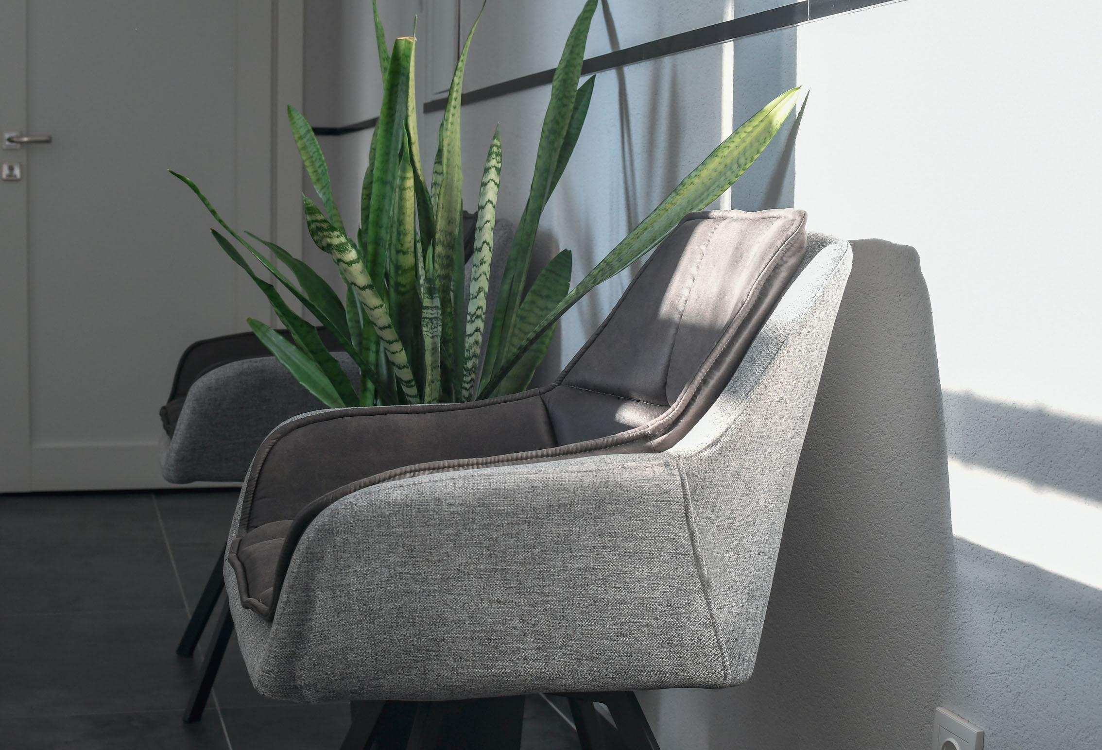 Two grey cozy chairs and green snake plant in the office waiting