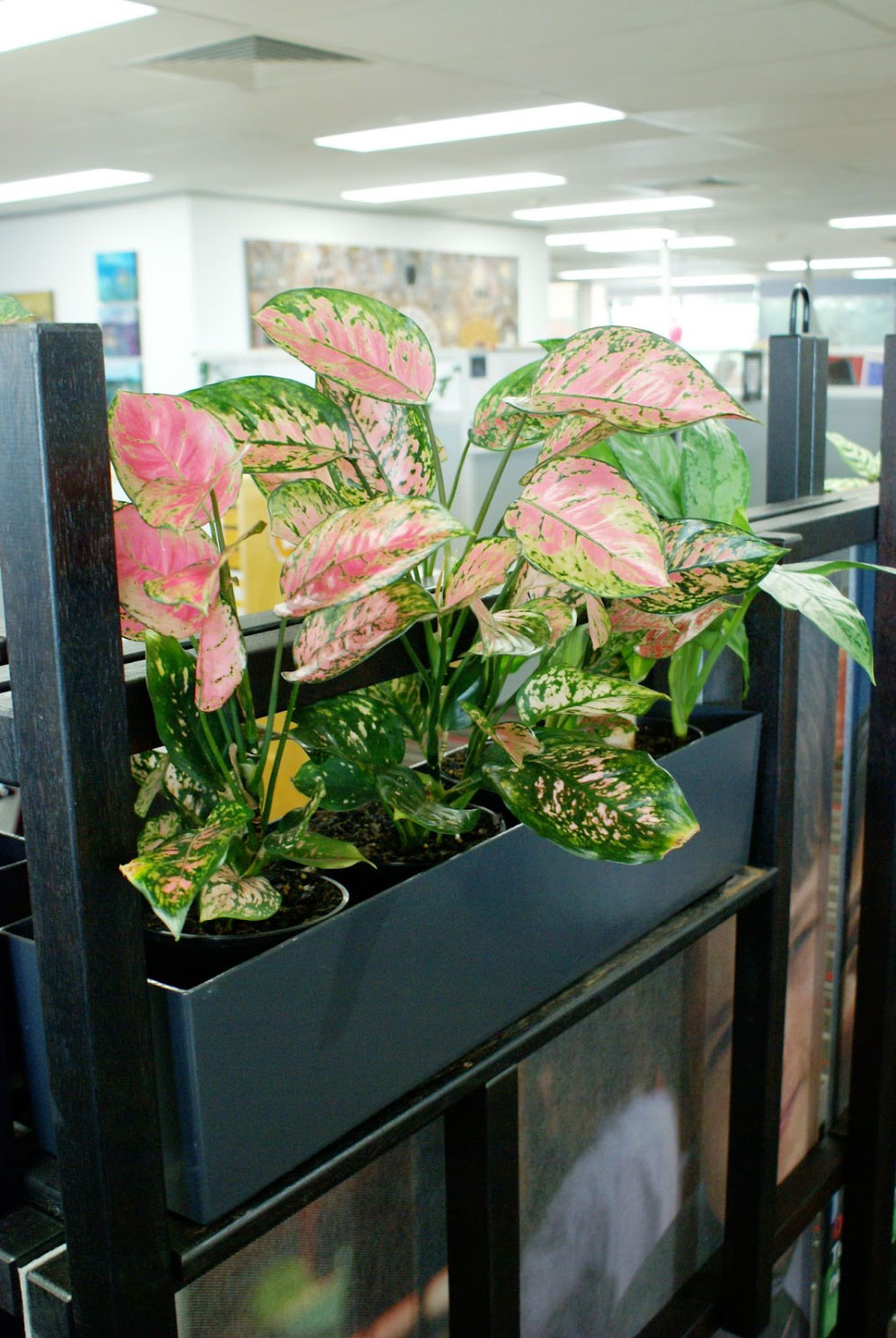 Air-purifying plant in workspace