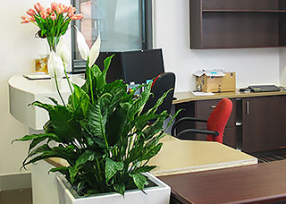 office setting leafy green plants and flowers