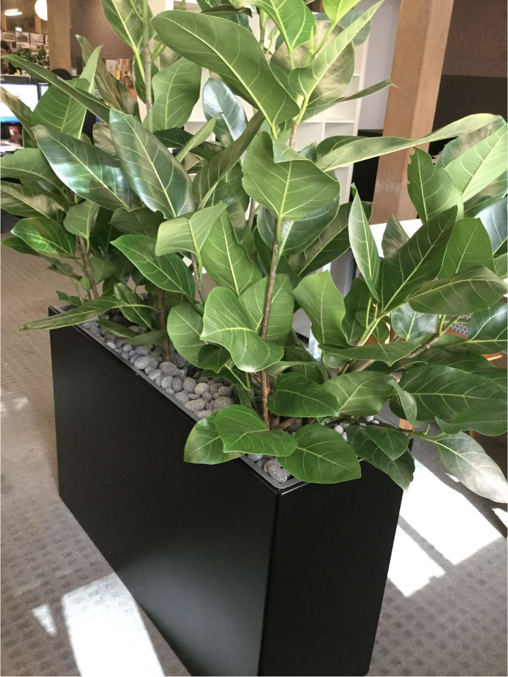 Green plants hired for office