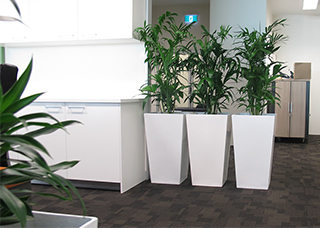 large office plants