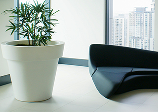 indoor office plant in a large white pot