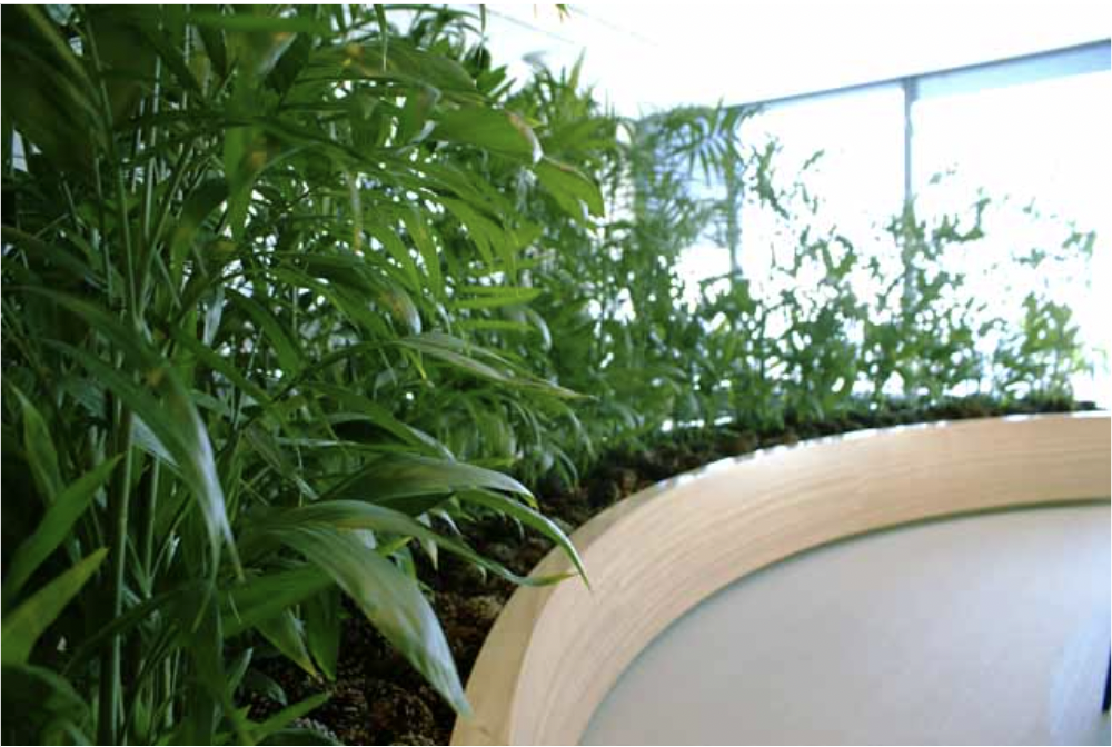 Living plant wall inside corporate office