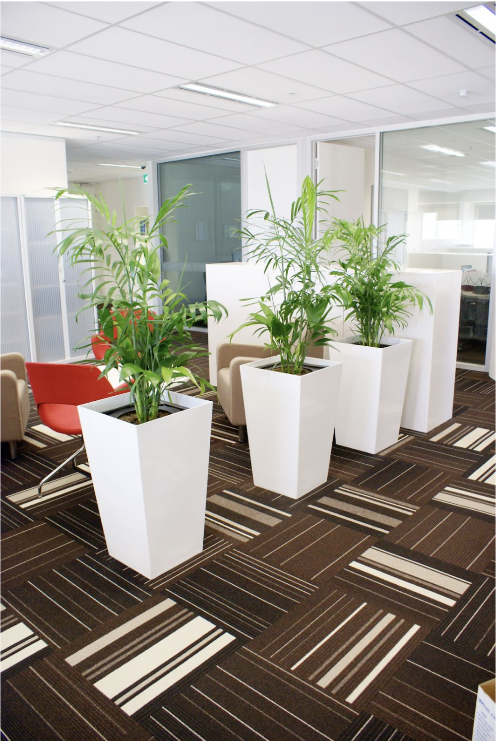 Low-maintenance indoor plant in office space