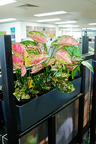 Plants inside an office