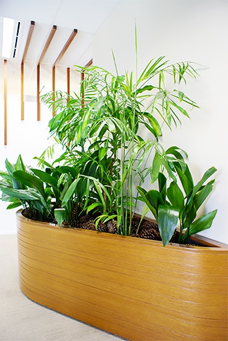Beautiful green plantscape