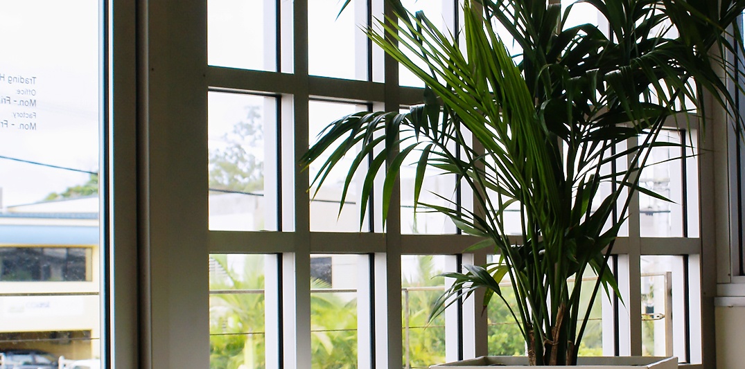 Boost productivity - Indoor Plant Hire Brisbane - Prestigious Plantscapes