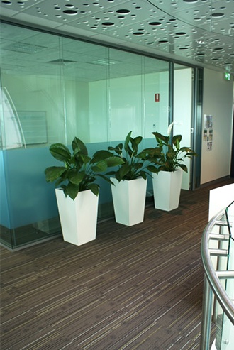 Three green plants in corridor