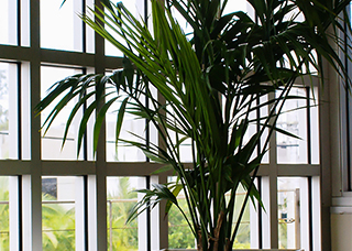indoor plant next to a window