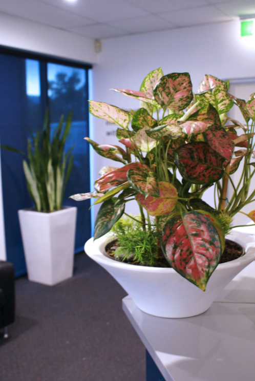 Office Plant Hire Brisbane