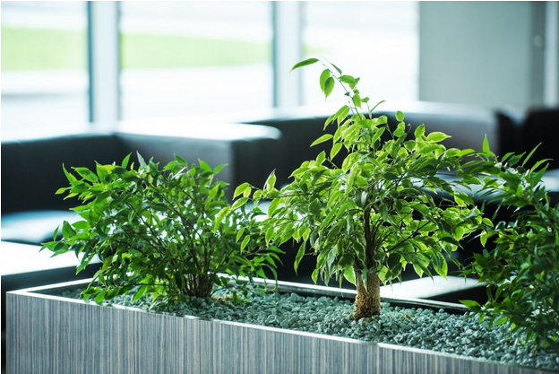 reception area indoor plant hire brisbane