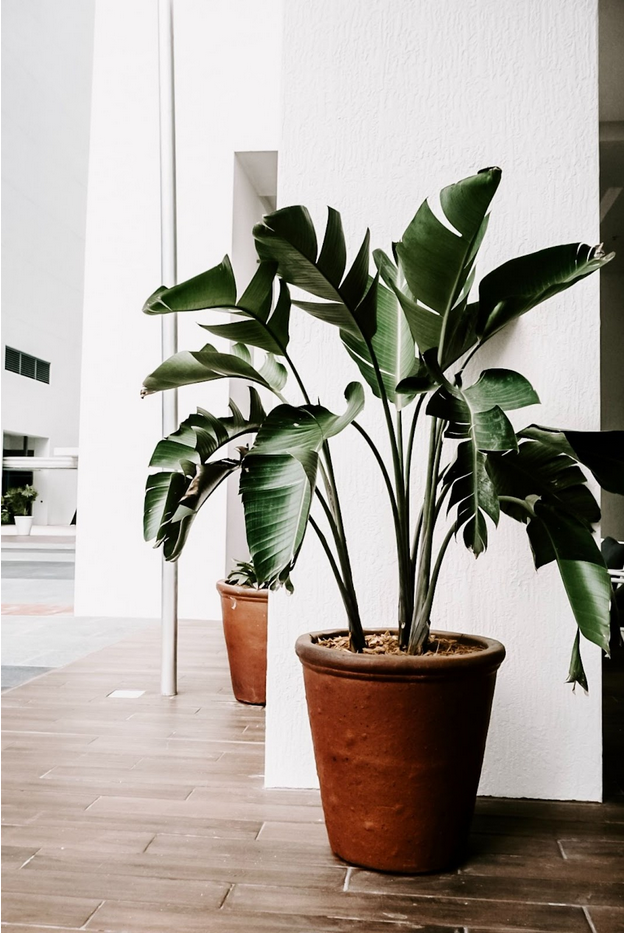 reception area indoor plant hire brisbane