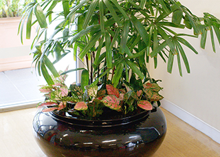 Leafy plants in a large pot
