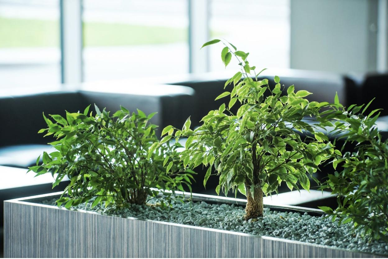 indoor plants inside airport waiting area