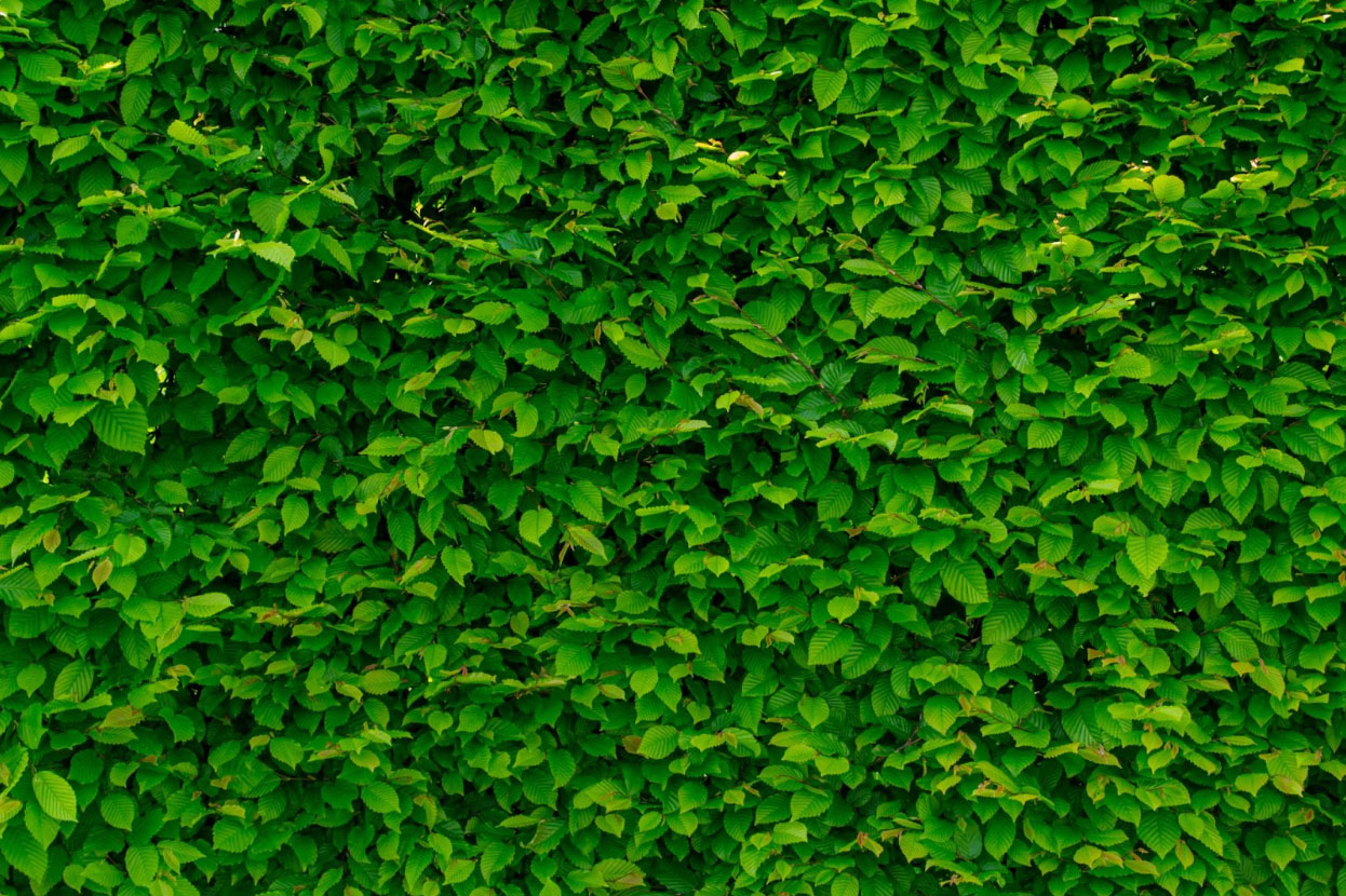 indoor green walls