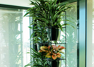A range of indoor office plants