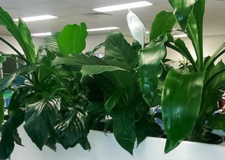 Leafy green indoor plants