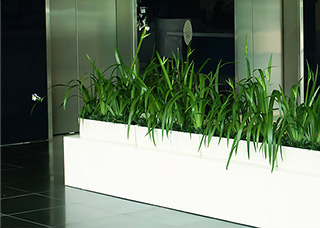 A row of leafy green indoor plants