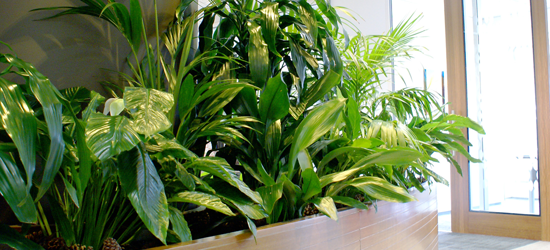 beautiful plants inside the office