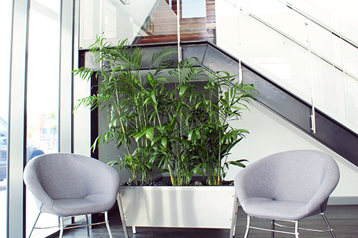 Green Leaf Indoor Plants Brisbane