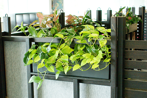 Hanging Indoor Plants Brisbane