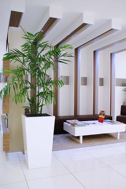 Beautiful plantscape in office environment