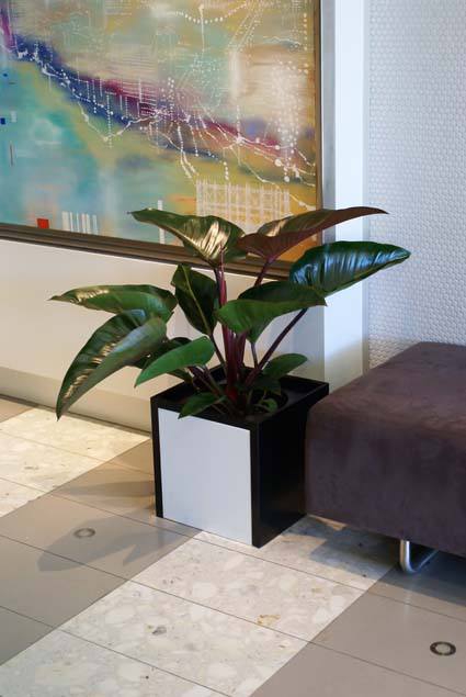 Small commercial indoor plant