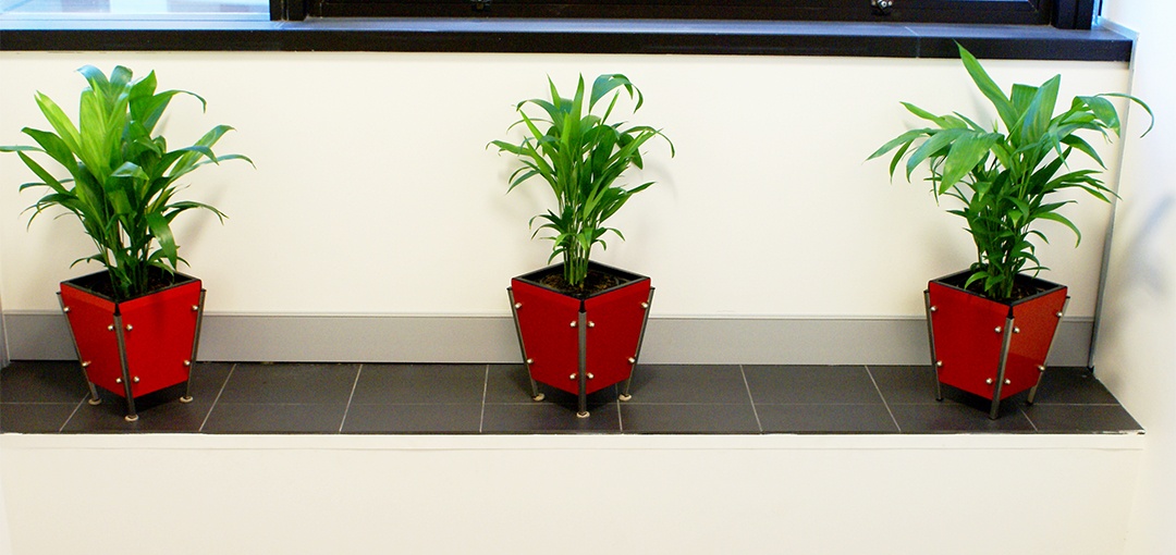 Three small indoor plants
