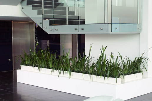 indoor plants displayed below stairs