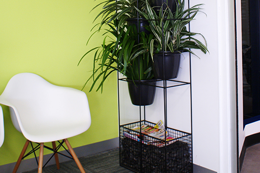 beautiful green indoor plants side area of office