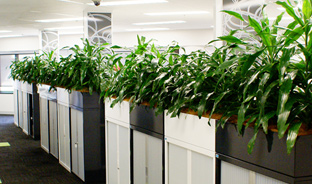 Office plant hire