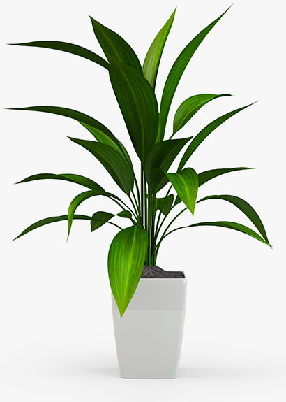 An indoor plant