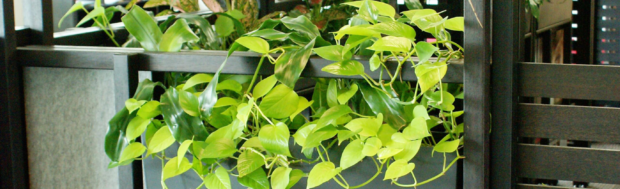 indoor plant hire services brisbane