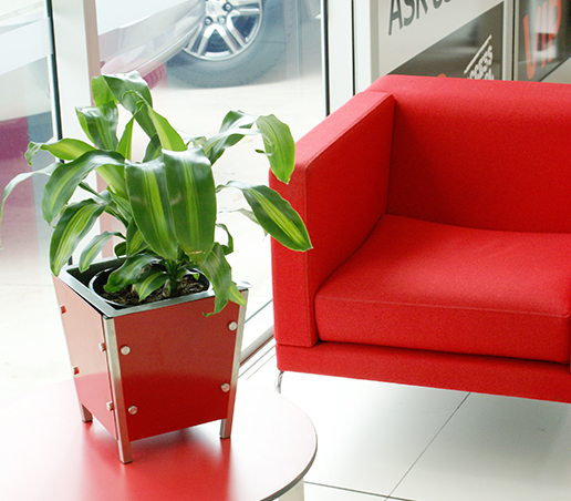 Indoor plant next to a red sofa