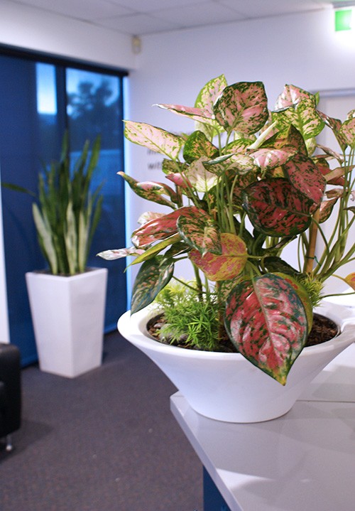 indoor-plant-3