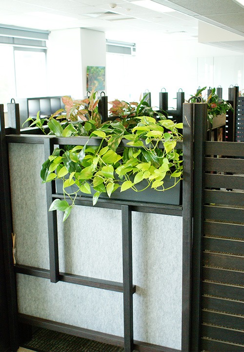 indoor-plant-6