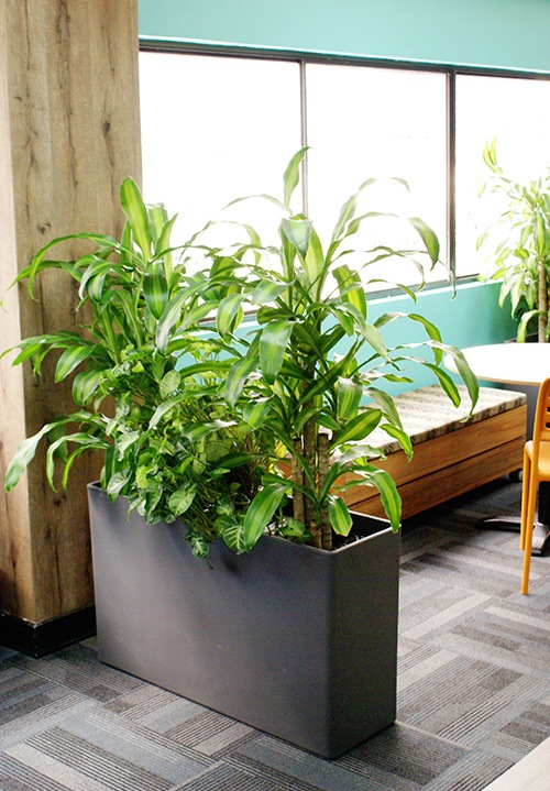 indoor-plant-7