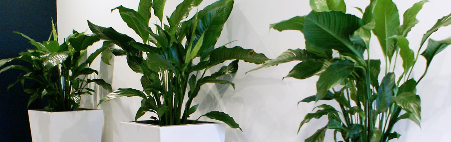 Indoor plants along wall